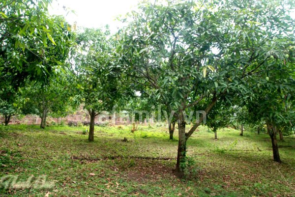 Son La farmers develop Yen Chau mango brand - ảnh 3